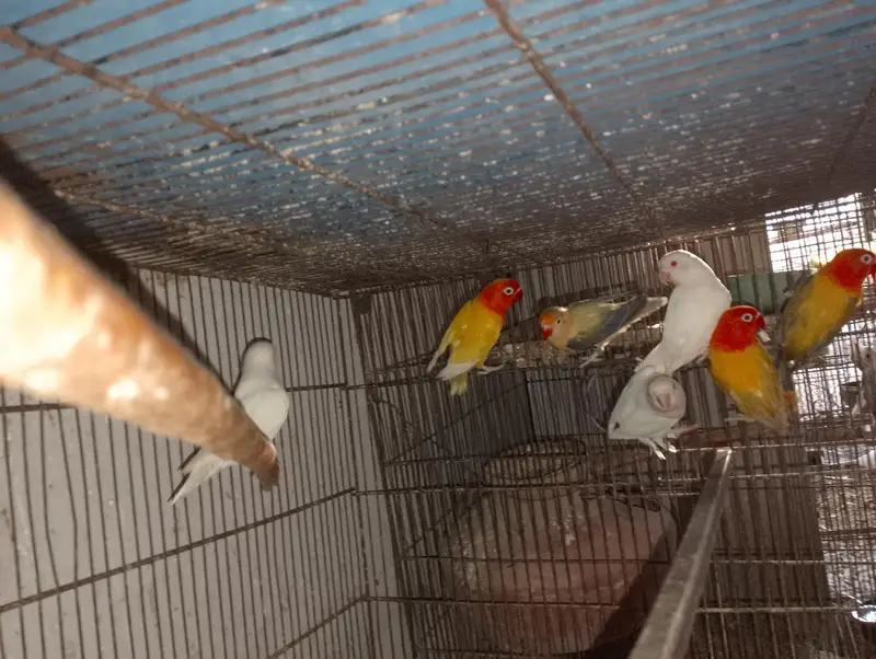 Albino Red Eye Palefellow or Green euwing opline — photo 10