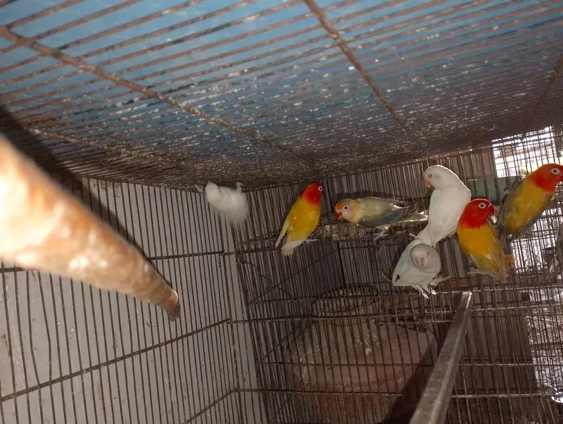 Albino Red Eye Palefellow or Green euwing opline — photo 11