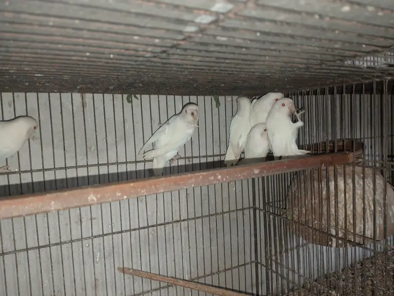 Albino Red Eye Palefellow or Green euwing opline — photo 12
