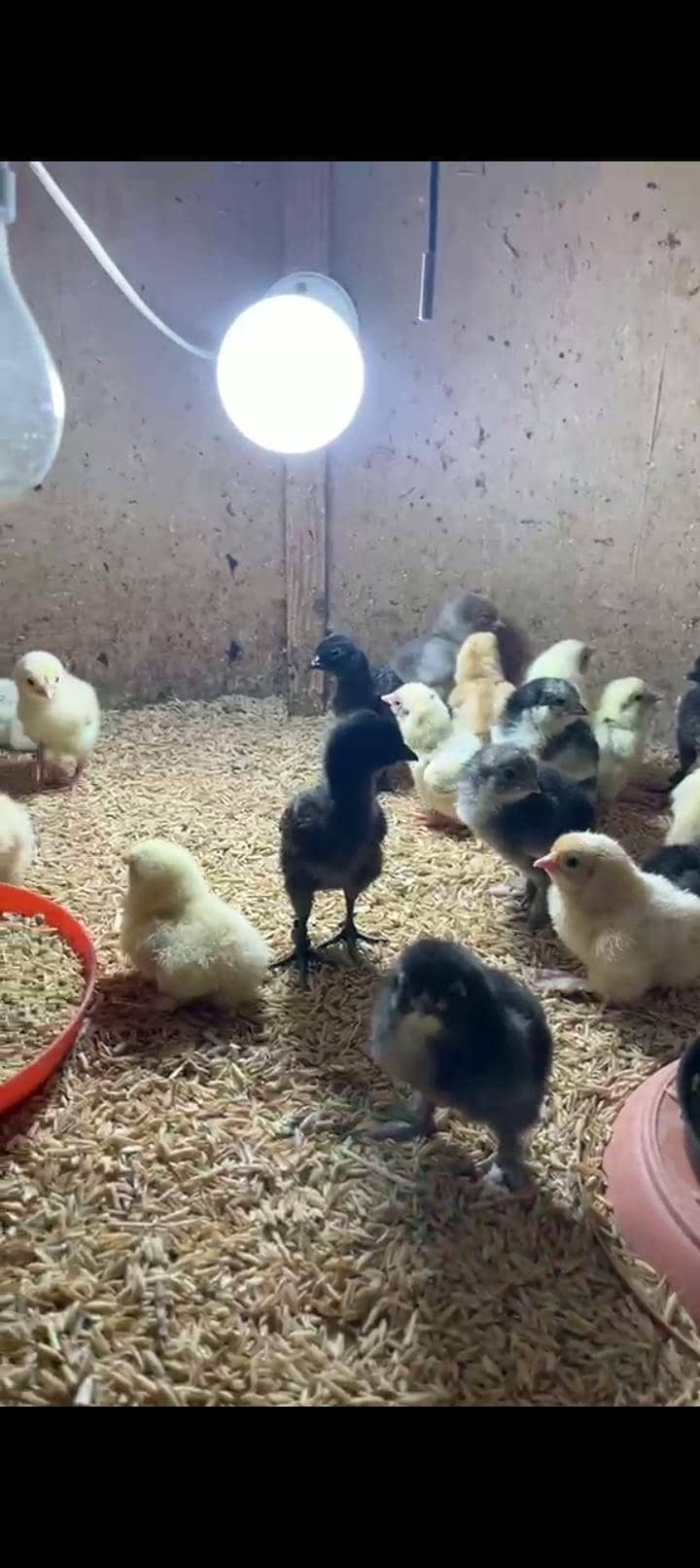 fancy chicks 1