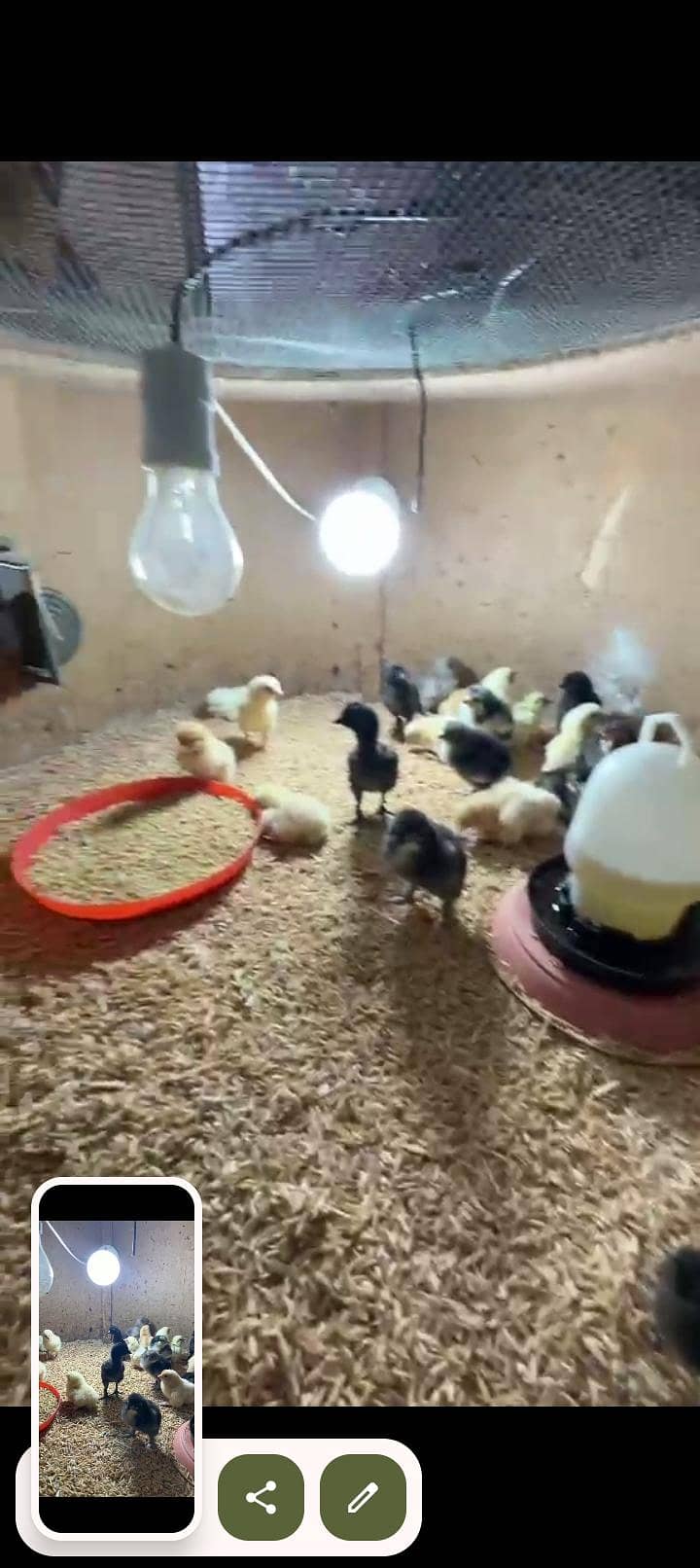 fancy chicks 2