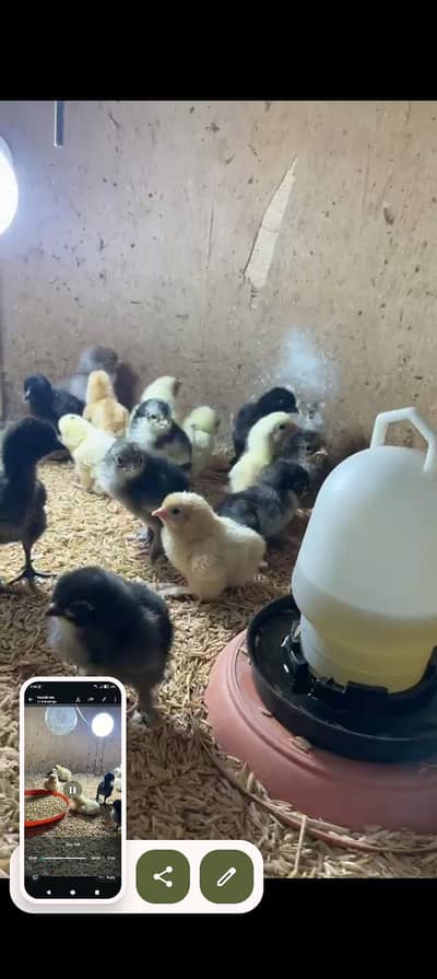 fancy chicks