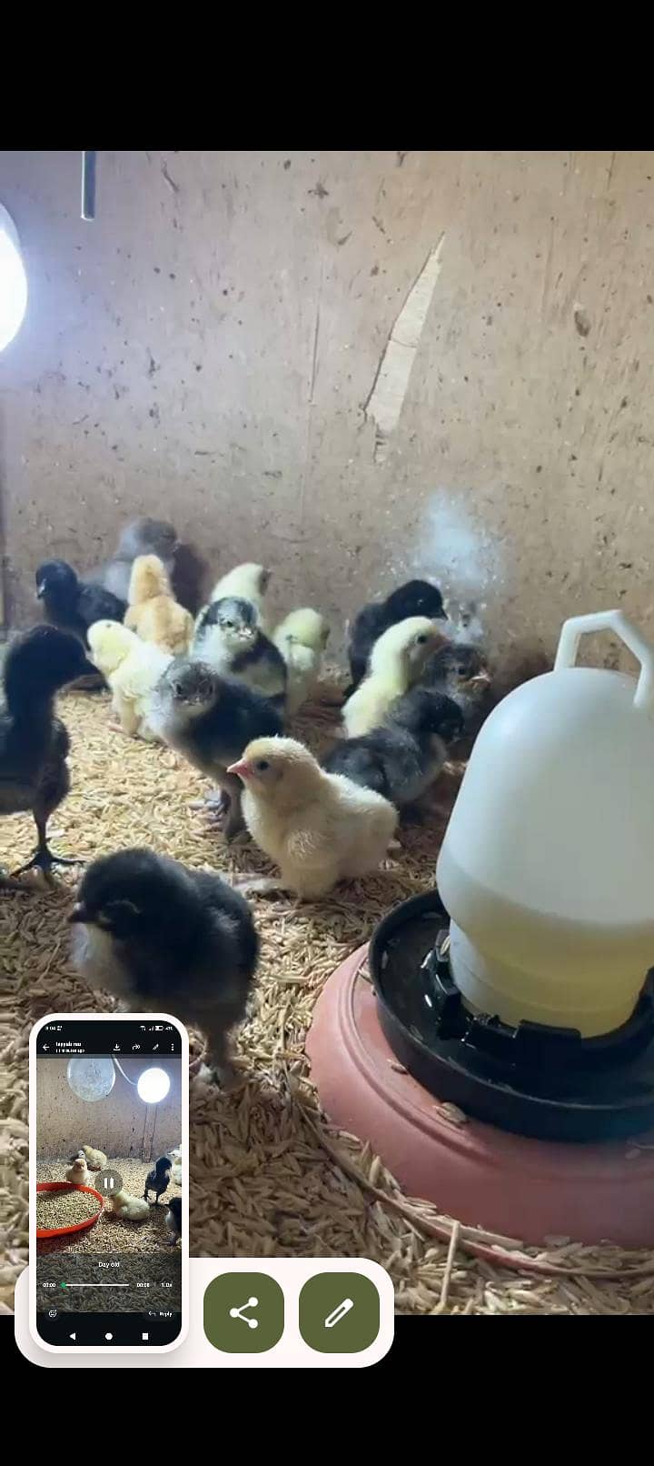 fancy chicks 0