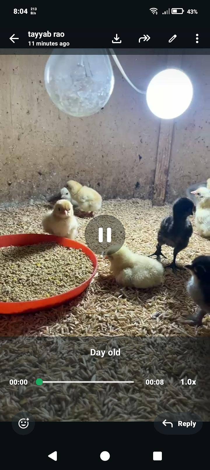 fancy chicks 3