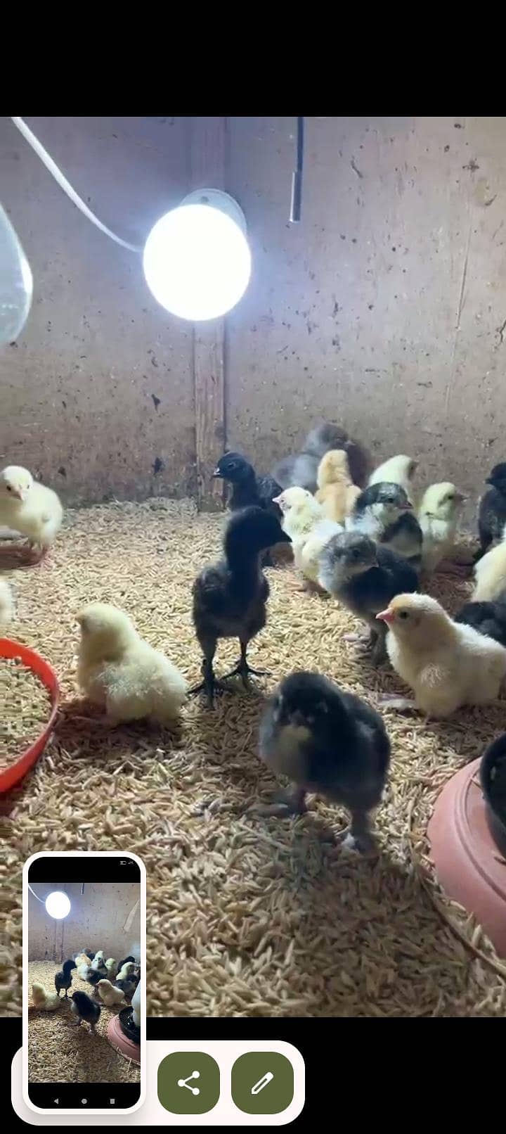 fancy chicks 4