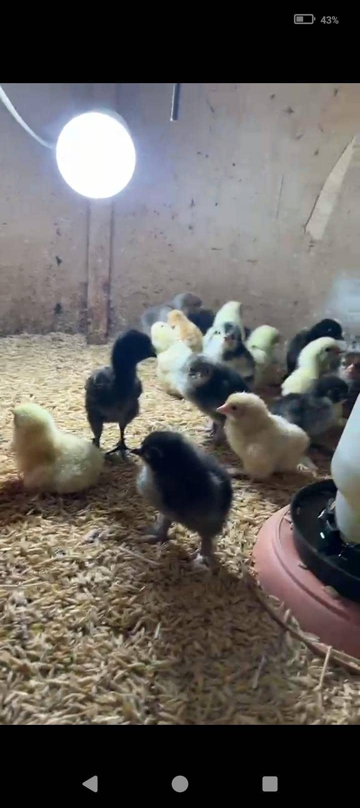 fancy chicks 5