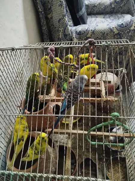 Australian Parrots Whole Pinjara — photo 2