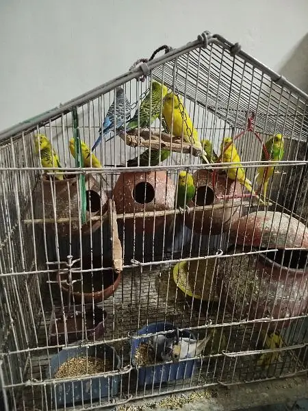 Australian Parrots Whole Pinjara — photo 3