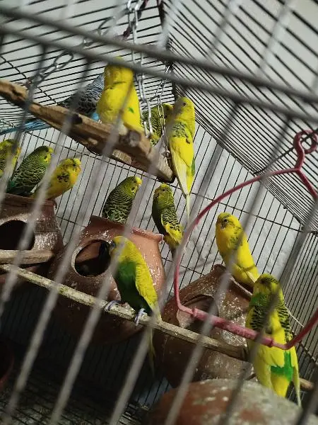 Australian Parrots Whole Pinjara — photo 4