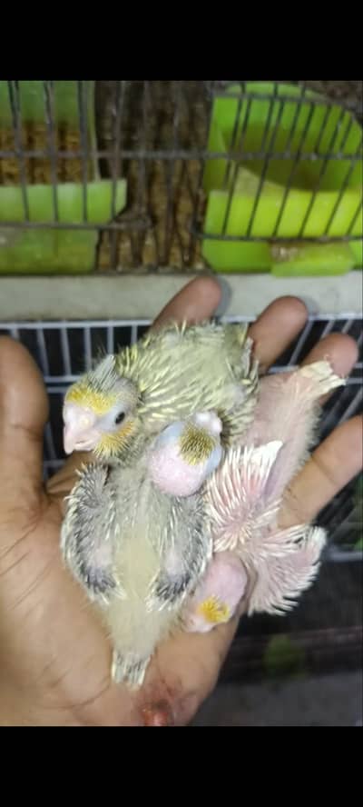 cocktail chicks