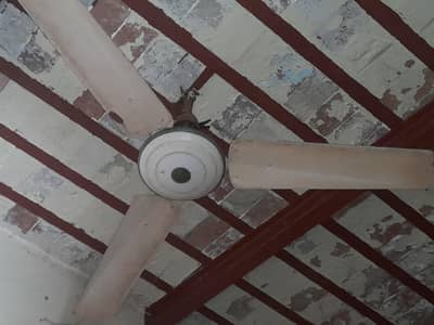 seilling fan fresco