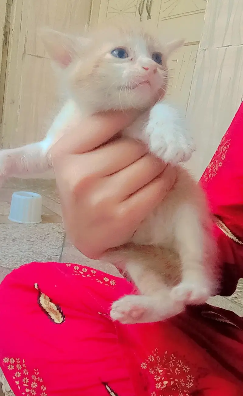 اورنج کیٹ کے بچے فری 03251230030  صرف  وٹس ایپ