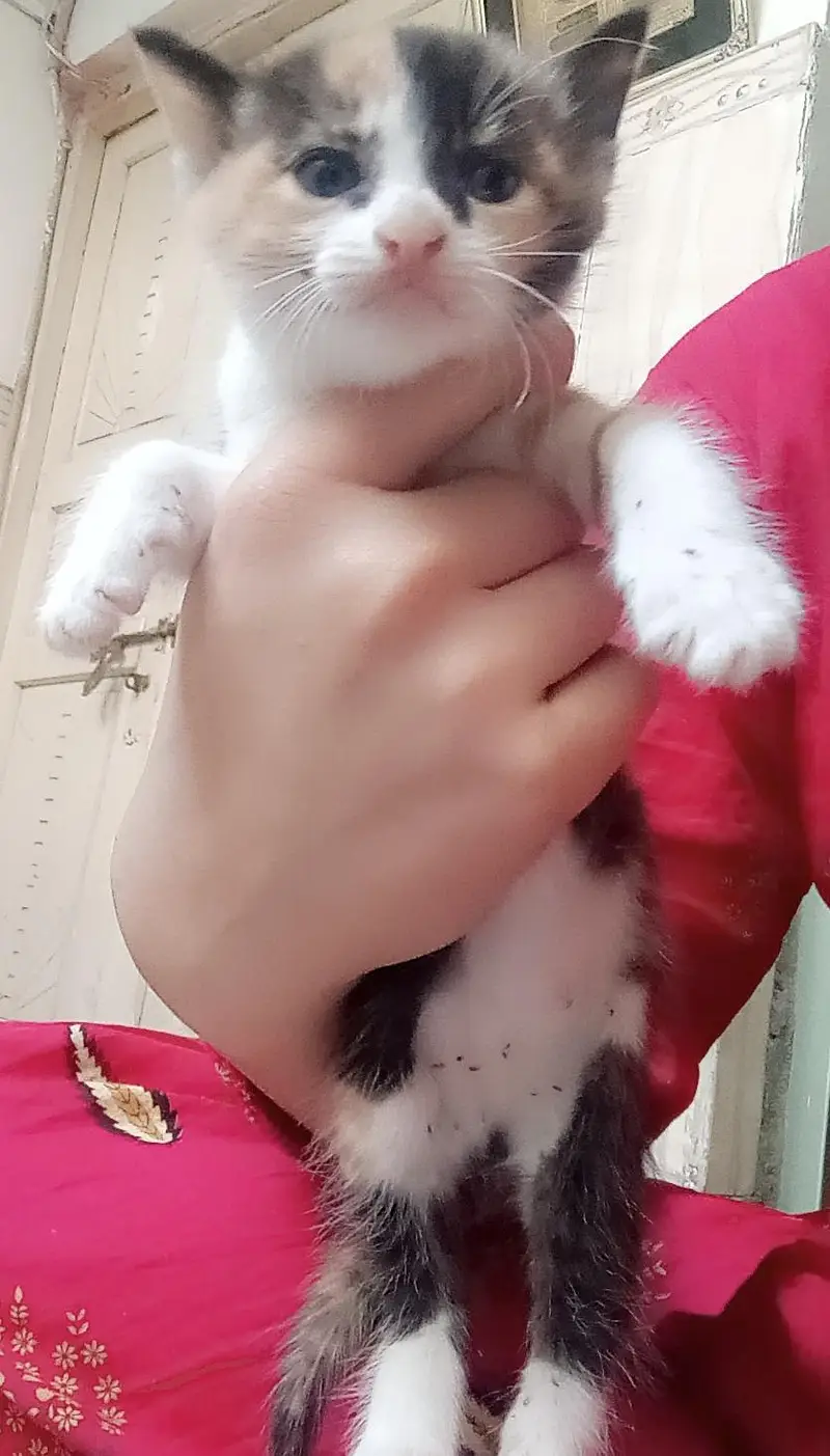 اورنج کیٹ کے بچے فری 03251230030  صرف  وٹس ایپ — photo 3
