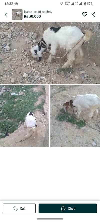 bakri k 2 bachay nar  aur maaddi