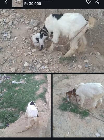bakri k 2 bachay nar  aur maaddi