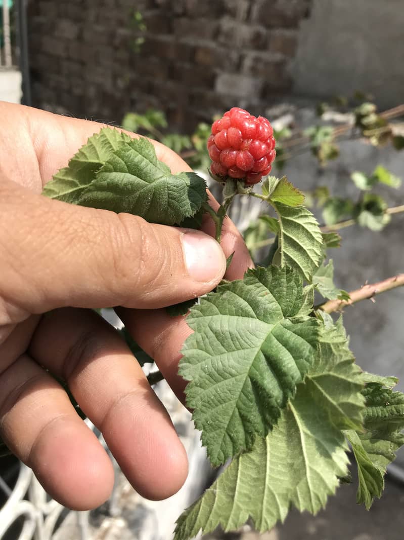 Raspberry plants - Plants & Trees - 1113958388