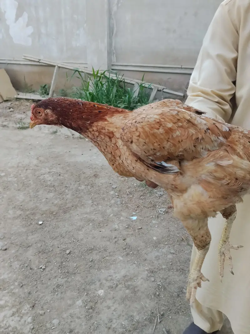 Aseel Female 03202550437 — photo 2