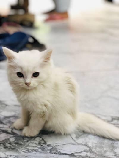 Pure White Persian Kitten for Sale – Cute & Fluffy ”