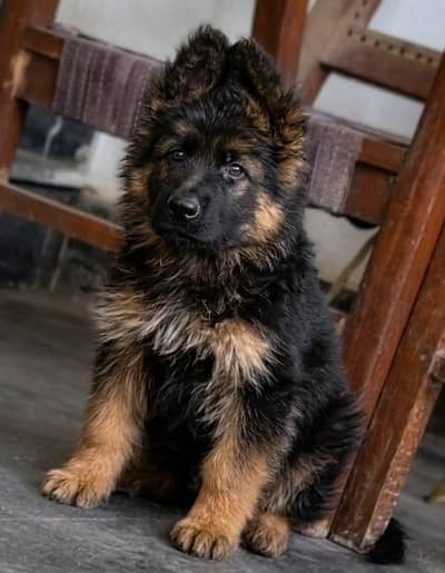 German shepherd Male Double coat pup 03134111831