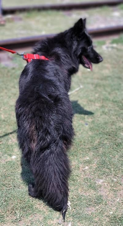 Black Shepherd female | Long coat | GSD | Shepherd Dog for sale