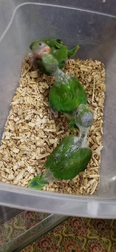 Green Ringneck / White Ringneck / Yellow Ringneck Chicks