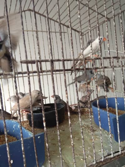 finches
