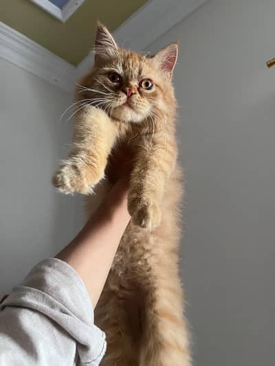 I am selling my  brown Persian male kitten