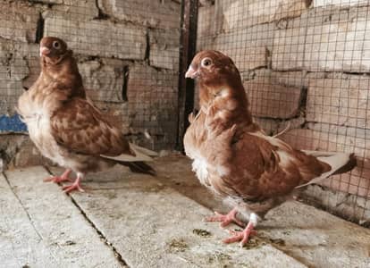 Fancy Pigeons high quality