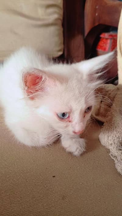 semi Persian double coated kitten