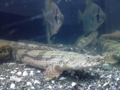 endlicheri bichir and mono angel