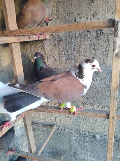 Gola pigeon kaboter