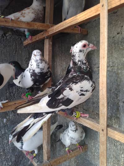 Gola pigeon kaboter
