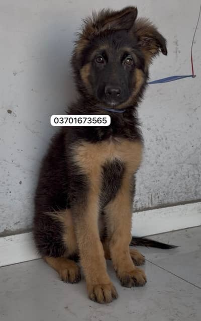 Pedigree Longhair Import Quality Male puppy