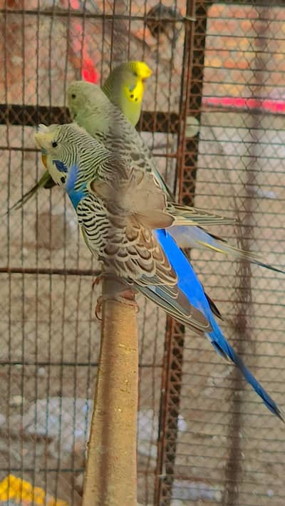 Budgie Males & Female For Sale + Love Birds Breeder Pair For Sale