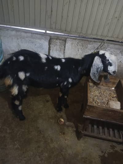 (Read description) Male goat / Donda Bakra qurbani haqeeqa