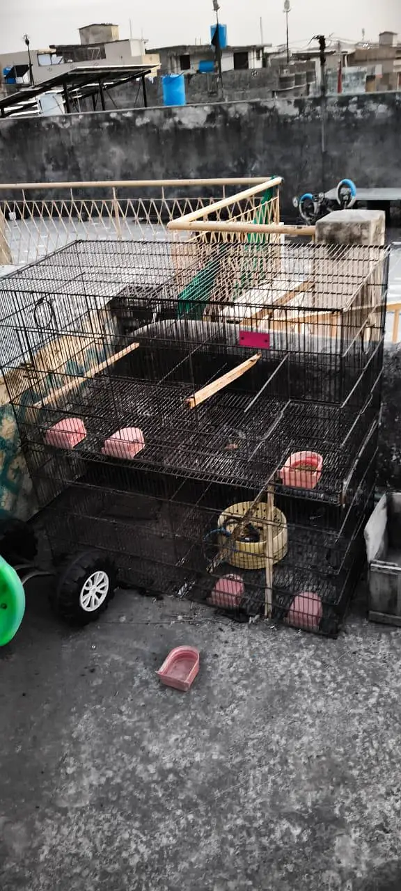 Zarar Cage — photo 2
