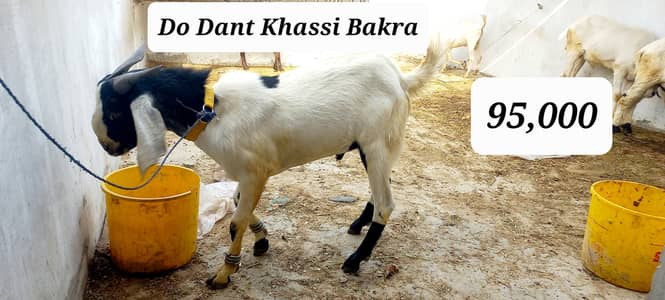 02 dant khassi bakra Top Quality Pure Hyderabadi tapra gulabi nose