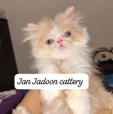 cream n white bi color female