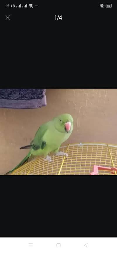 parrot for sell