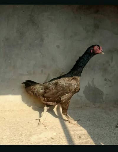 shamo hen