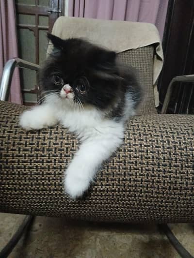 Pure Breed Persian Kitten for Sale – Healthy & Playful