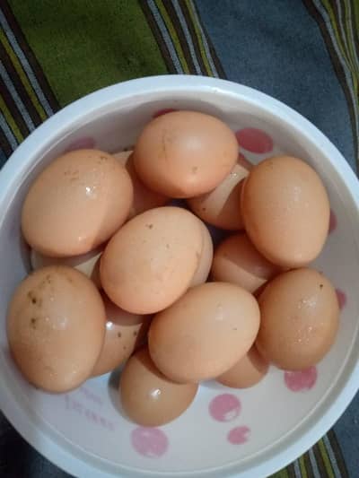 Golden Heavy Buff eggs for Sale fertile 100%