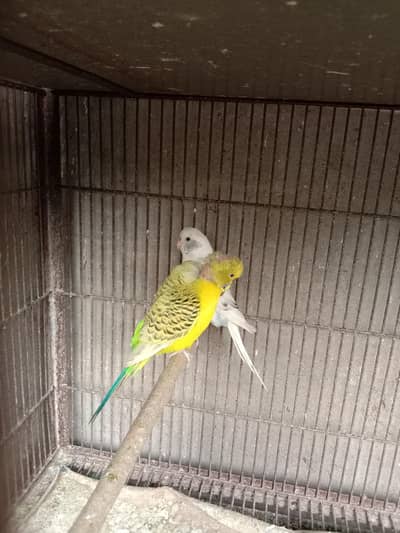 Budgie