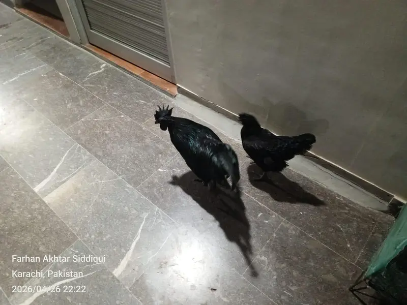 Ayam Cemani, lohman brown healthy & active pairs available — photo 2