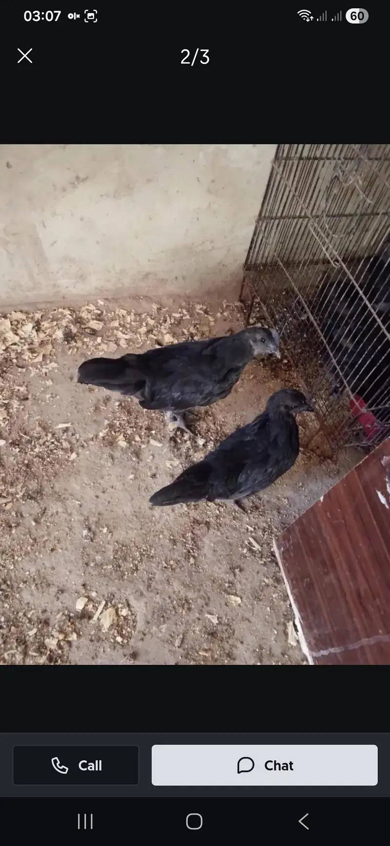 Ayam Cemani, lohman brown healthy & active pairs available — photo 3