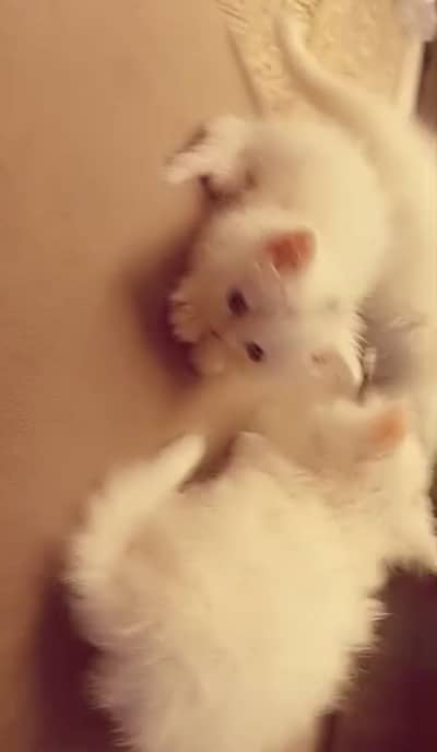 Persian kitten very active