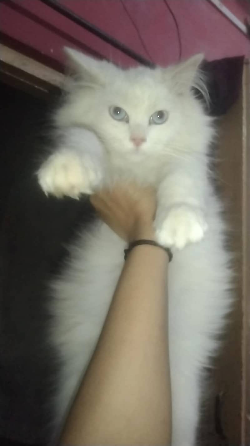 kittens available 0