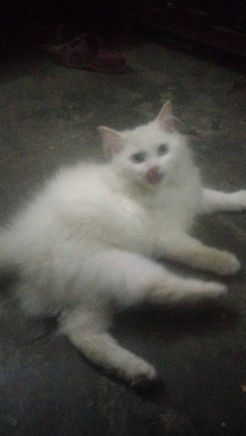 kittens available 1