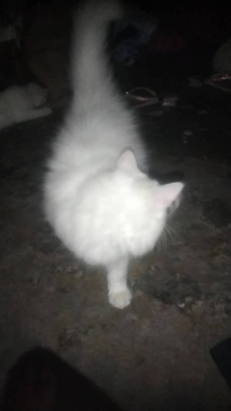 kittens available 2