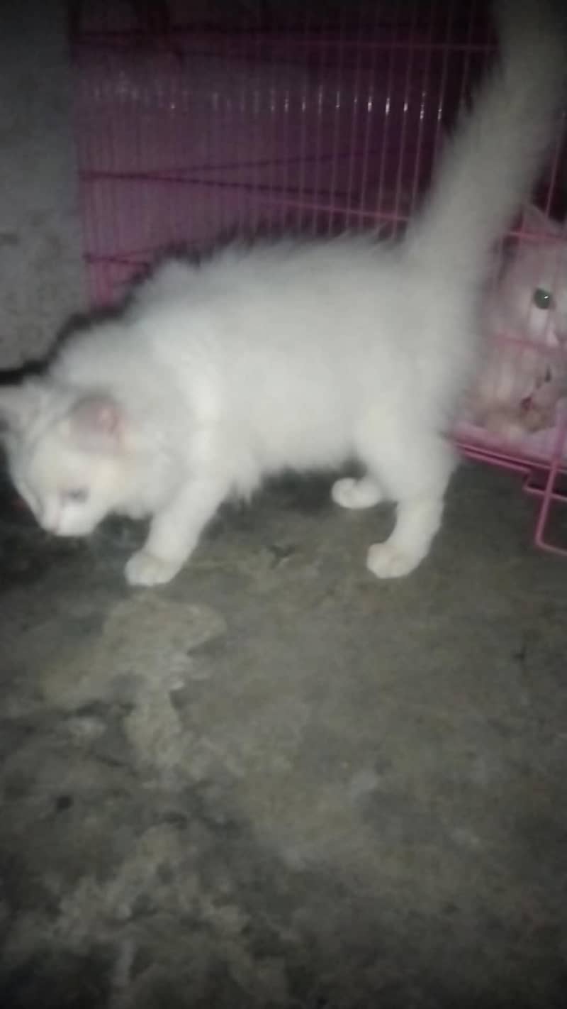 kittens available 3
